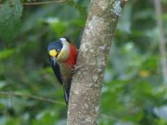 Melanerpes flavifrons