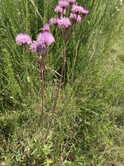 Campuloclinium macrocephalum