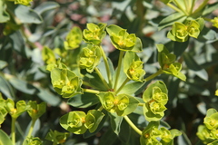 Euphorbia esula