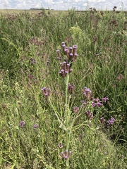 Verbena bonariensis