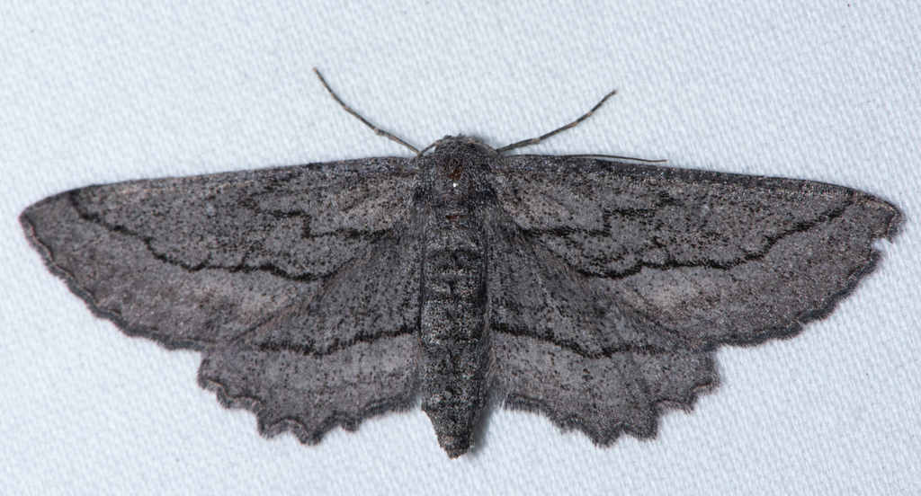 Aethaloida packardaria