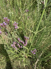 Verbena bonariensis