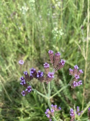 Verbena bonariensis
