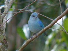Thraupis cyanoptera