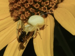 Misumena vatia