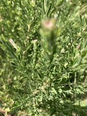 Hilliardiella elaeagnoides
