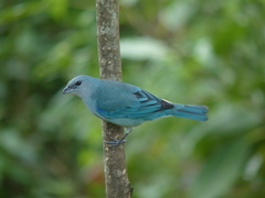 Thraupis cyanoptera