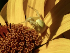 Misumena vatia