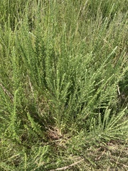 Hilliardiella elaeagnoides