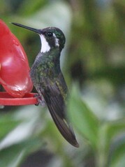 Lampornis castaneoventris