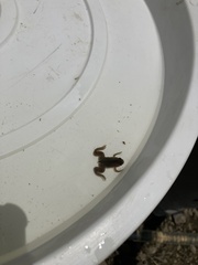 Xenopus laevis