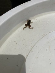 Xenopus laevis