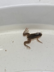 Xenopus laevis