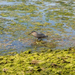Nycticorax nycticorax