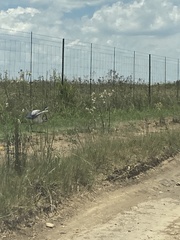 Ardea melanocephala
