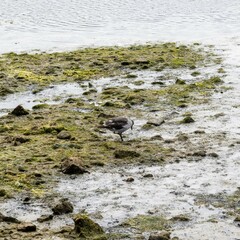 Leucophaeus scoresbii