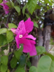 Bougainvillea glabra