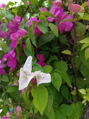 Bougainvillea glabra