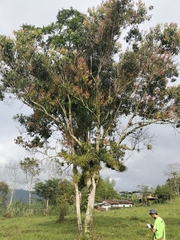 Anacardiaceae