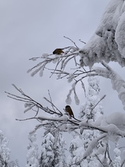 Perisoreus infaustus