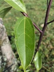 Anacardiaceae