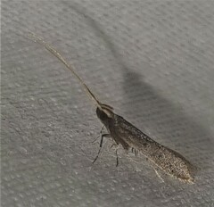 Lecithocera terrigena