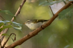 Phylloscopus goodsoni