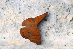Pseudergolis wedah