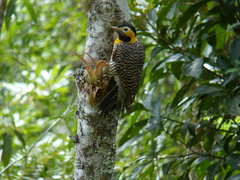 Colaptes campestris