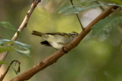 Phylloscopus goodsoni