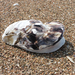 Pacific Oyster - Photo (c) Chuangzao, some rights reserved (CC BY-NC), uploaded by Chuangzao