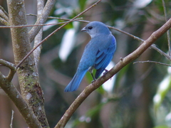 Thraupis cyanoptera