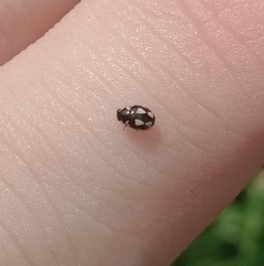 Hyperaspis festiva
