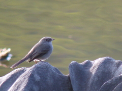 Serpophaga nigricans
