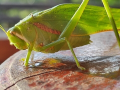 Philophyllia guttulata