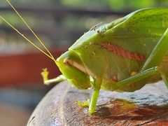 Philophyllia guttulata