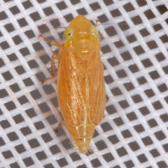 Arocephalus languidus
