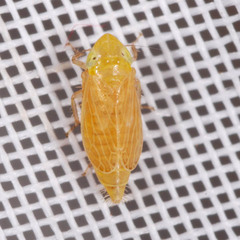 Arocephalus languidus