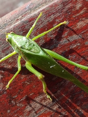 Philophyllia guttulata