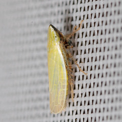 Arthaldeus striifrons