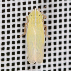 Arthaldeus striifrons