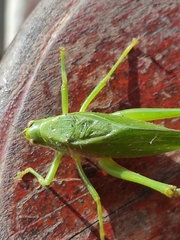 Philophyllia guttulata