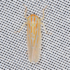 Calamotettix taeniatus