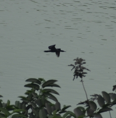 Phalacrocorax fuscicollis