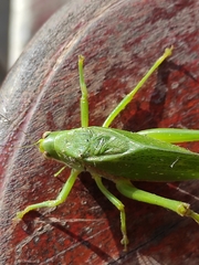 Philophyllia guttulata