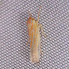 Calamotettix taeniatus