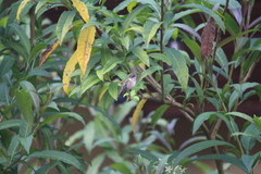 Selasphorus flammula