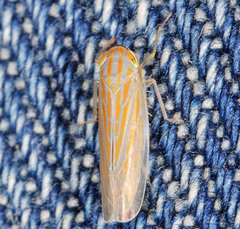 Calamotettix taeniatus