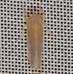 Calamotettix taeniatus