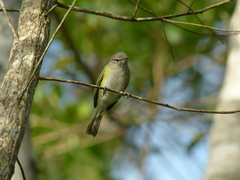 Phyllomyias griseocapilla